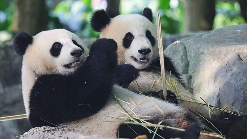 A morning with pandas